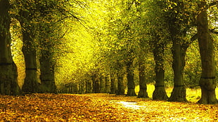 photo of pathway between trees, trees, fall