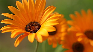 shallow focus photo of a sunflower