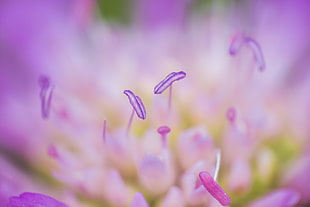 purple and pink flower in micro photography