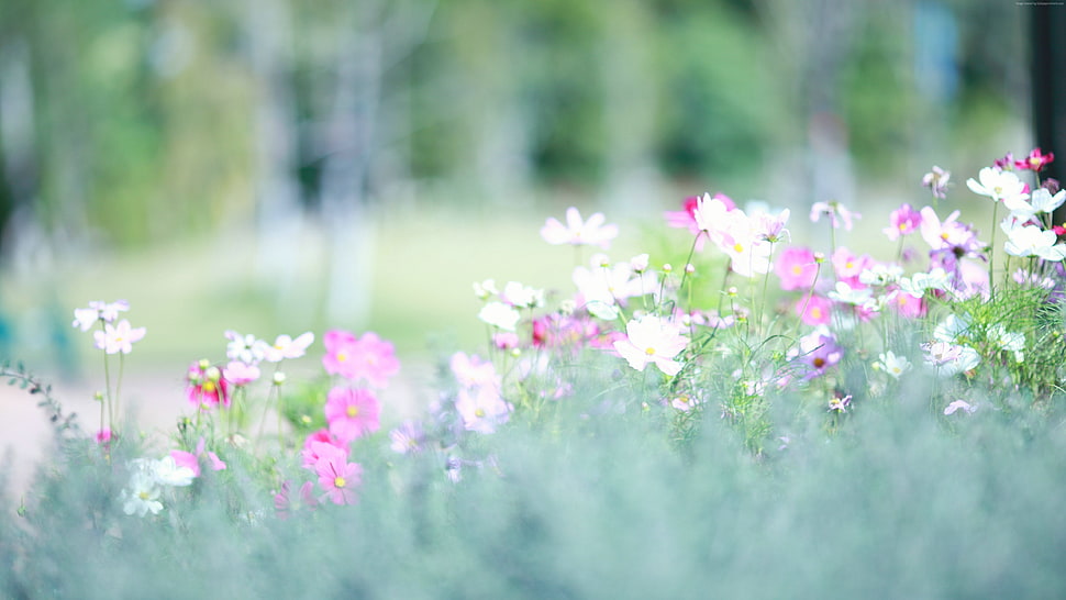 white and purple petaled flower closeup photography HD wallpaper