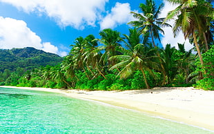 green coconut trees, beach, sand, palm trees, tropical