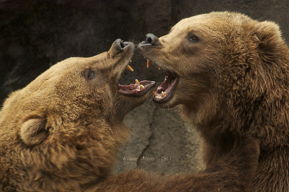 closeup photography of two brown bears HD wallpaper