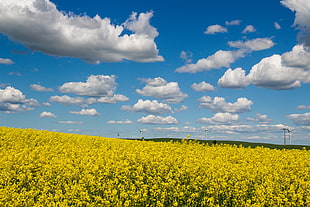 panoramic photo of yellow flower fields under the blue sky during day time