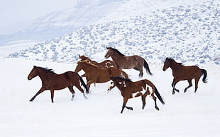 six brown horses, horse, snow, animals