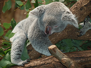 Koala on tree branch HD wallpaper