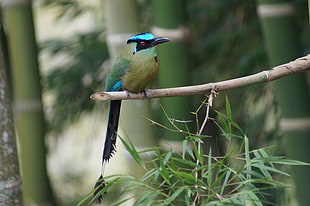 green and black bee eater