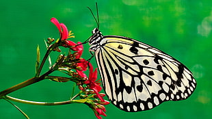paper kite butterfly, butterfly, insect, flowers