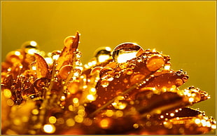 selective photography of brown dew drops