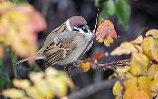 brown and black short-beak bird on brown leaf tree