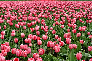 pink tulips farm photography HD wallpaper
