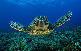 underwater photography of sea turtle HD wallpaper