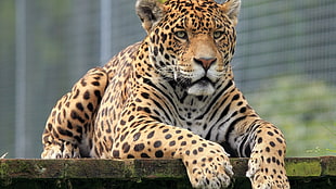 selective focus photography of Cheetah on concrete surface