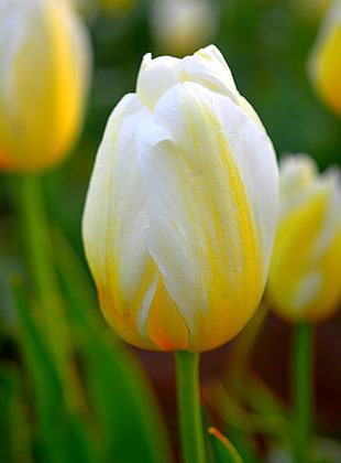 closeup photo of yellow and white Tulip flower HD wallpaper