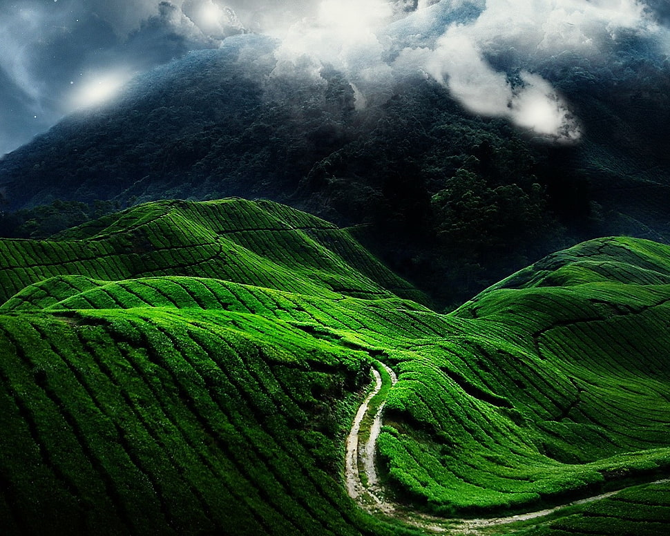 green grass field under cloudy sky HD wallpaper