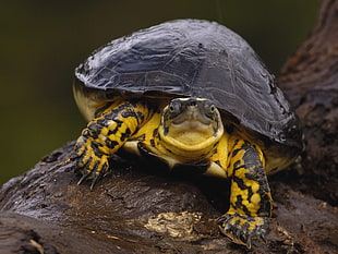 photo of yellow and black turtle