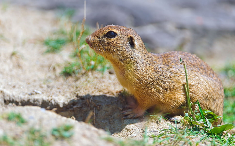 brown animal during daytime HD wallpaper