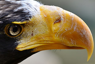 macro shot of american eagle