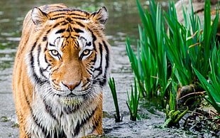 adult tiger, tiger, animals, big cats, water HD wallpaper