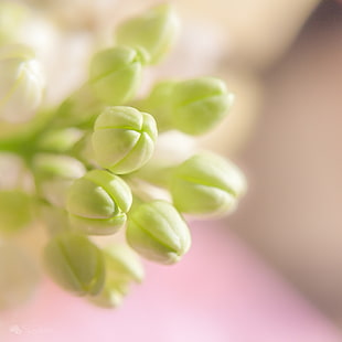 selective focus photography of green flowers HD wallpaper