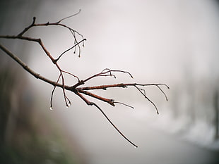 selective focus photo of tree branch HD wallpaper