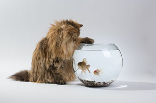 brown Persian cat near clear glass fish bowl with fish