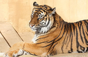 photography of Bengal tiger prone lying on floor