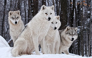 four white and gray wolves, wolf, wildlife, animals, snow