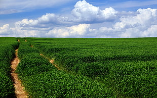 landscape photography of green field with two pathways