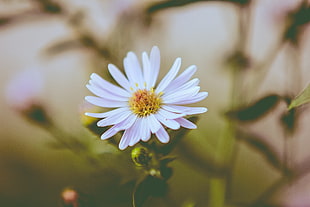 white flower, Flower, Bud, Petals
