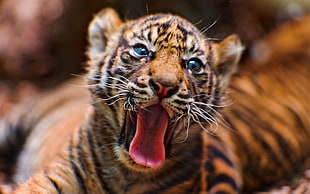tiger, animals, tiger, cat, big cats HD wallpaper