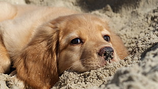 short-coated brown dog, puppies, animals, sand, dog