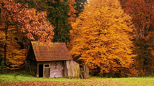 brown barn house near forest photograph HD wallpaper