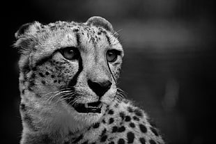 gray-scale photo of a cheetah