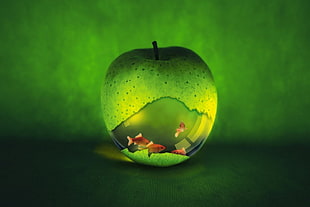 green apple fish tank, artwork, apples, fish, digital art HD wallpaper