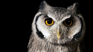 gray owl, nature, birds, owl HD wallpaper
