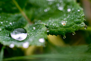 closeup photography of drop of water on green leaf
