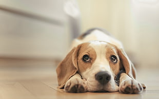 adult tricolor beagle, dog, animals