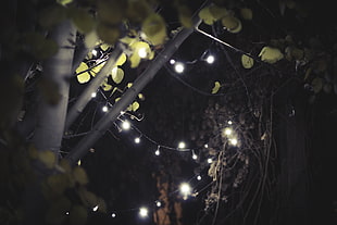 white string lights, leaves, garden, Aspen, christmas lights HD wallpaper