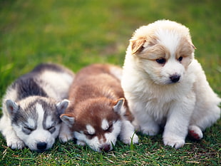 three assorted colors of puppies on green field close-up photography