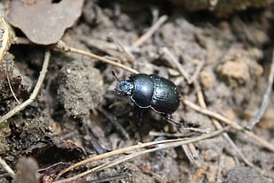 black bug, nature, Germany, animals, insect