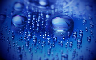 shallow focus photography of water droplets HD wallpaper