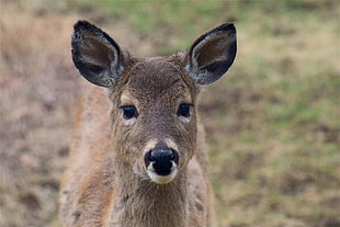 brown deer, Deer, Muzzle, Ears