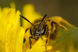 closeup photography of Honeybee perched on yellow flower, dandelion HD wallpaper