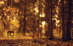 forest trees, brown, bench, blurred, nature HD wallpaper