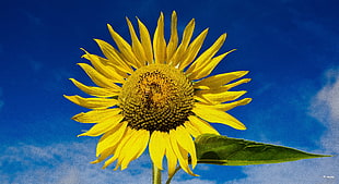 Sunflower photo during daytime