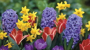 purple, red, and yellow petaled flowers