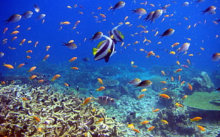 assorted saltwater fishes near corals HD wallpaper
