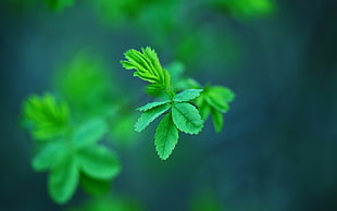 green leaf plant, nature, green, plants, leaves HD wallpaper