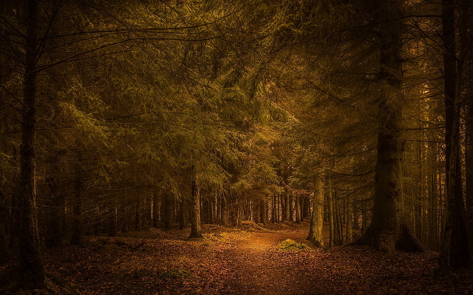 green pine trees during golden hour painting HD wallpaper