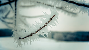 depth of field photo of frozen tree